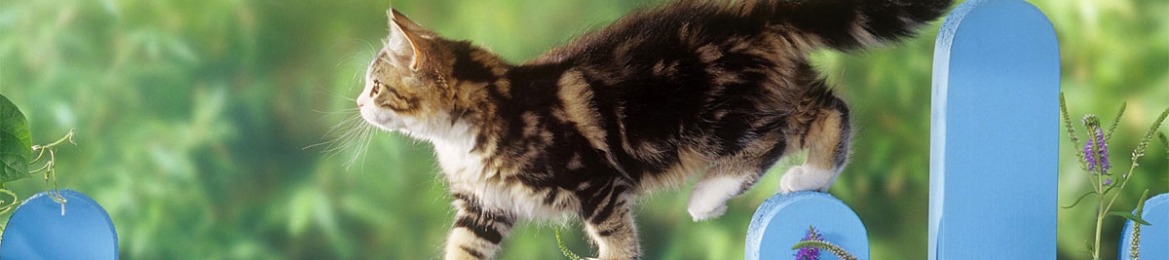 Suzanne Thibault's cover banner