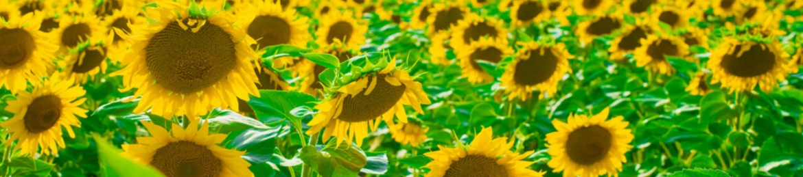 Dr. Taiwo Bola's cover banner