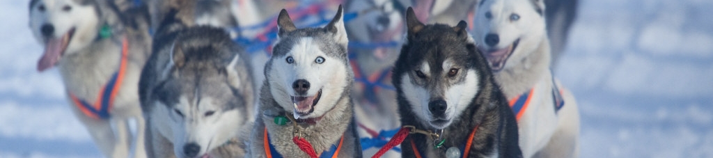 Tanya Mccready's cover banner