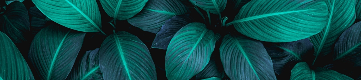 Tina Caye's cover banner