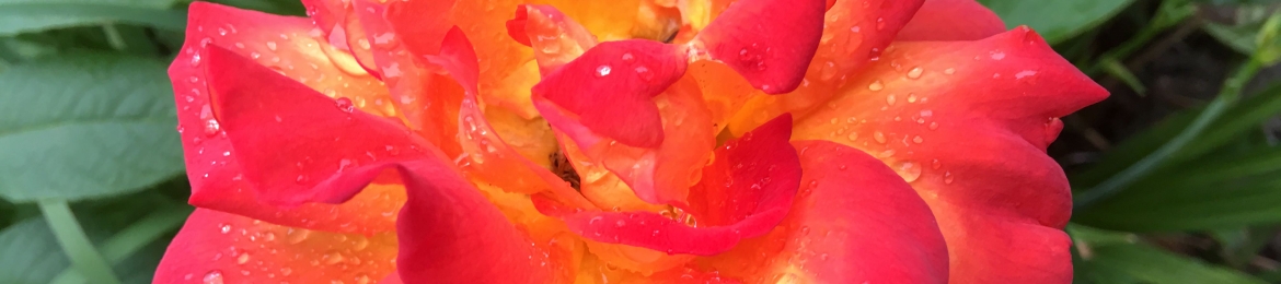 Yashua Eloheem's cover banner