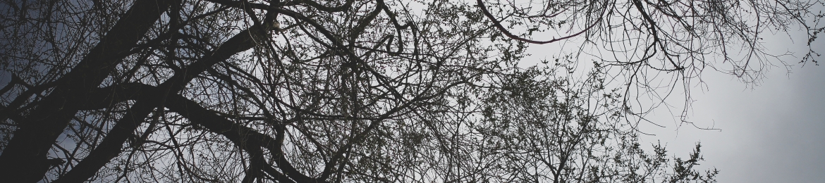 Zach Lewis's cover banner