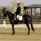 Steve Milne Equestrian's picture