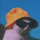 Kayera Rajpoot's picture