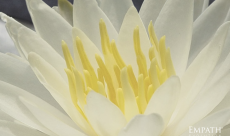 The 21-Day Empath Challenge